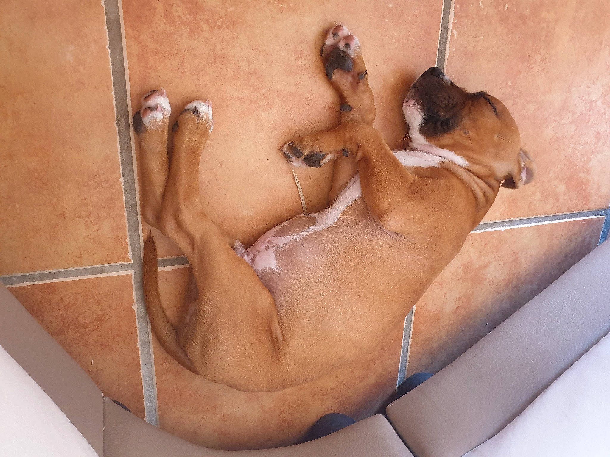 Trésor a rejoint le concours — aidez-le/la à gagner de superbes lots ! abdomen, art, art_model, barechested, barefoot, chest, comfort, dog, elbow, fawn, foot, human_leg, leg, navel, room, sculpture, statue, thigh, trunk, visual_arts