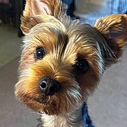 Bentley is registered to the contest to win money with this photo: dog, pet, cute, portrait, indoor, ears, fur, animal, closeup, canine, small_dog, curious, face, whiskers, brown, black, nose, eyes, adorable, companion