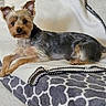Bentley joined the competition — help win amazing prizes! dog, small_dog, yorkshire_terrier, pet, laying_down, blanket, patterned_blanket, white_throw, cozy, indoors, furniture, ears_up, curious, fur, animal, cute, companion, resting, home, relaxed