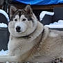 Xéna a rejoint le concours — aidez-le/la à gagner de superbes lots ! alaskan_malamute, canadian_eskimo_dog, canidae, carnivore, dog, dog_breed, east_siberian_laika, greenland_dog, mammal, native_american_indian_dog, northern_inuit_dog, saarloos_wolfdog, sakhalin_husky, seppala_siberian_sleddog, siberian_husky, sled_dog, tamaskan_dog, vertebrate, west_siberian_laika, wolfdog