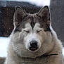 Xéna participe au concours pour gagner de l'argent avec cette photo : alaskan_malamute, canadian_eskimo_dog, canidae, canis_lupus_tundrarum, carnivore, dog, dog_breed, east_siberian_laika, greenland_dog, mammal, native_american_indian_dog, saarloos_wolfdog, sakhalin_husky, seppala_siberian_sleddog, siberian_husky, sled_dog, snout, vertebrate, west_siberian_laika, wolfdog
