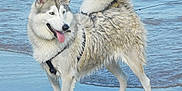 Xéna a rejoint le concours — aidez-le/la à gagner de superbes lots ! alaskan_malamute, canadian_eskimo_dog, canidae, carnivore, dog, dog_breed, east_siberian_laika, greenland_dog, mammal, native_american_indian_dog, northern_inuit_dog, saarloos_wolfdog, sakhalin_husky, seppala_siberian_sleddog, siberian_husky, sled_dog, tamaskan_dog, vertebrate, west_siberian_laika, wolfdog