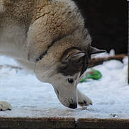 Xéna a rejoint le concours — aidez-le/la à gagner de superbes lots ! alaskan_malamute, canadian_eskimo_dog, canidae, canis, canis_lupus_tundrarum, carnivore, czechoslovakian_wolfdog, dog, dog_breed, greenland_dog, mammal, native_american_indian_dog, northern_inuit_dog, seppala_siberian_sleddog, siberian_husky, snout, snow, tamaskan_dog, vertebrate, wolfdog