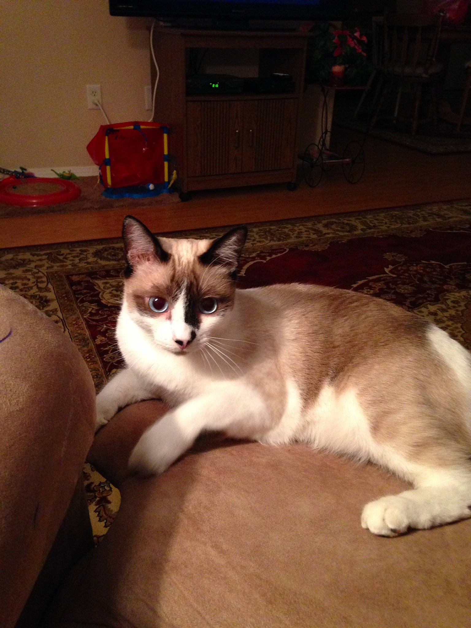 Joey is registered to the contest to win money with this photo: cabinetry, carnivore, cat, comfort, couch, domestic_short_haired_cat, fawn, felidae, floor, flooring, fur, hardwood, houseplant, living_room, small_to_medium_sized_cats, tail, television, whiskers, window, wood