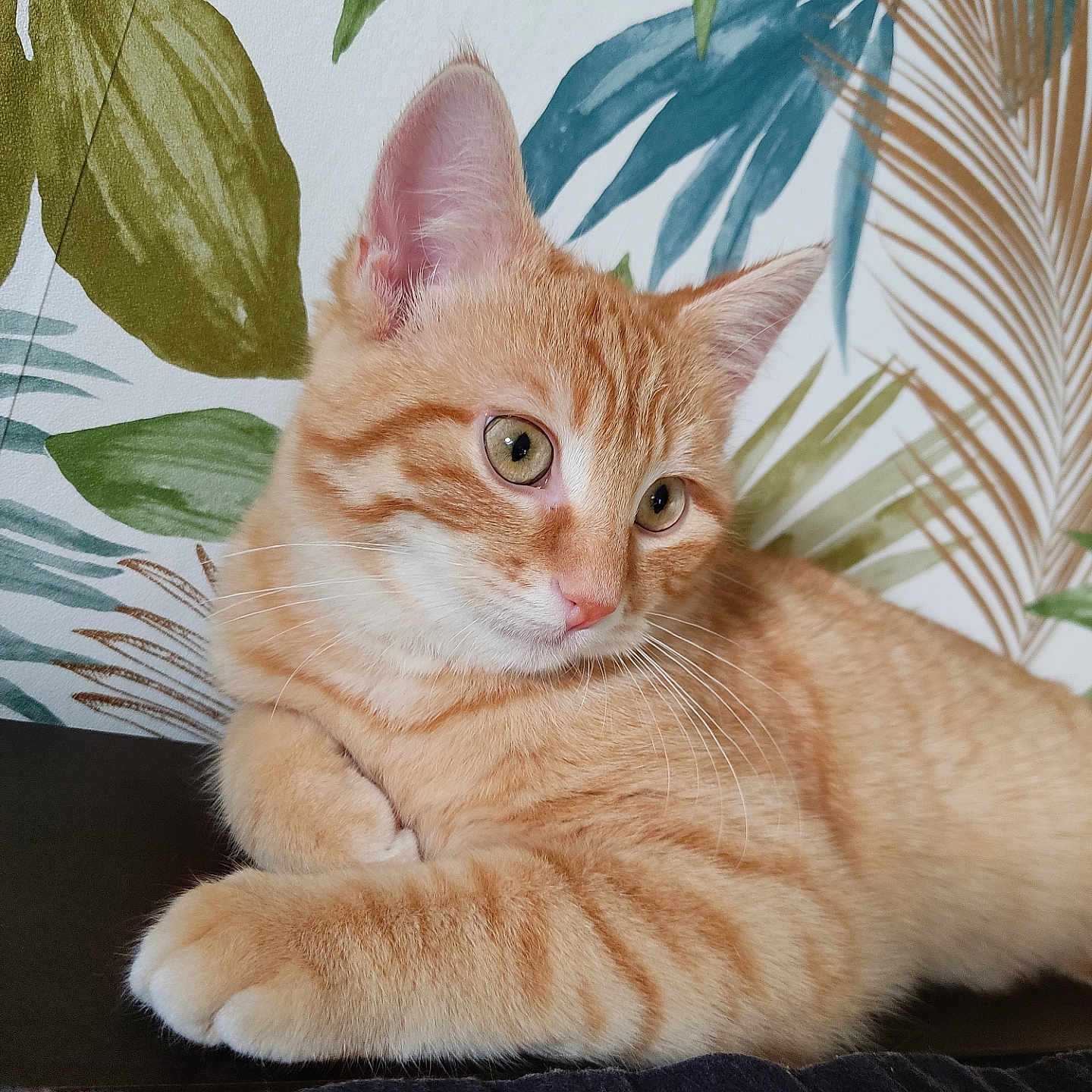 Woody participe au concours pour gagner de l'argent avec cette photo : abyssinian, angora, animal, cat, kitten, leaf, manx, pet, plant, plywood, wood