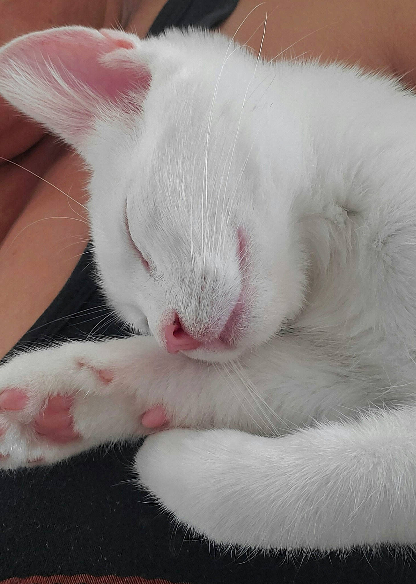 Gin is registered to the contest to win money with this photo: burmilla, carnivore, cat, claw, ear, felidae, fur, khao_manee, mammal, nap, paw, polydactyl_cat, rabbit, rabbits_and_hares, skin, small_to_medium_sized_cats, tail, turkish_angora, whiskers, white