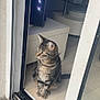 Sony a rejoint le concours — aidez-le/la à gagner de superbes lots ! cat, tabby, indoor, doorway, curious, feline, pet, striped, floor, modern, animal, looking, sitting, whiskers, ears, tail, home, light, furniture, window