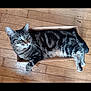 Sony a rejoint le concours — aidez-le/la à gagner de superbes lots ! cat, tabby, pet, animal, cardboard_box, wooden_floor, indoor, relaxed, curious, feline, striped, whiskers, ears, paws, laying_down, domestic_cat, cute, cozy, box, fur