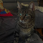 Sony a rejoint le concours — aidez-le/la à gagner de superbes lots ! cat, tabby, blue_eyes, pet, indoor, feline, whiskers, fur, alert, blanket, couch, stone_wall, home, cozy, animal, mammal, domestic, cute, portrait, sitting