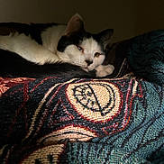 Bunny joined the competition — help win amazing prizes! animal, black_and_white, blanket, cat, close_up, comfort, cozy, cute, domestic, feline, fur, indoor, patterned, pet, relaxing, resting, sleeping, soft, texture, warm_light