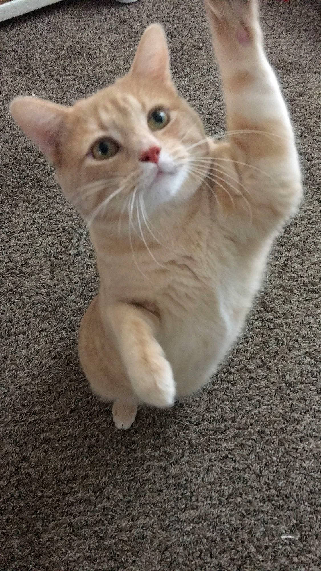 Carlos joined the competition — help win amazing prizes! carnivore, cat, claw, domestic_short_haired_cat, fawn, felidae, fur, gesture, paw, photo_caption, sitting, small_to_medium_sized_cats, snout, tail, whiskers, wood