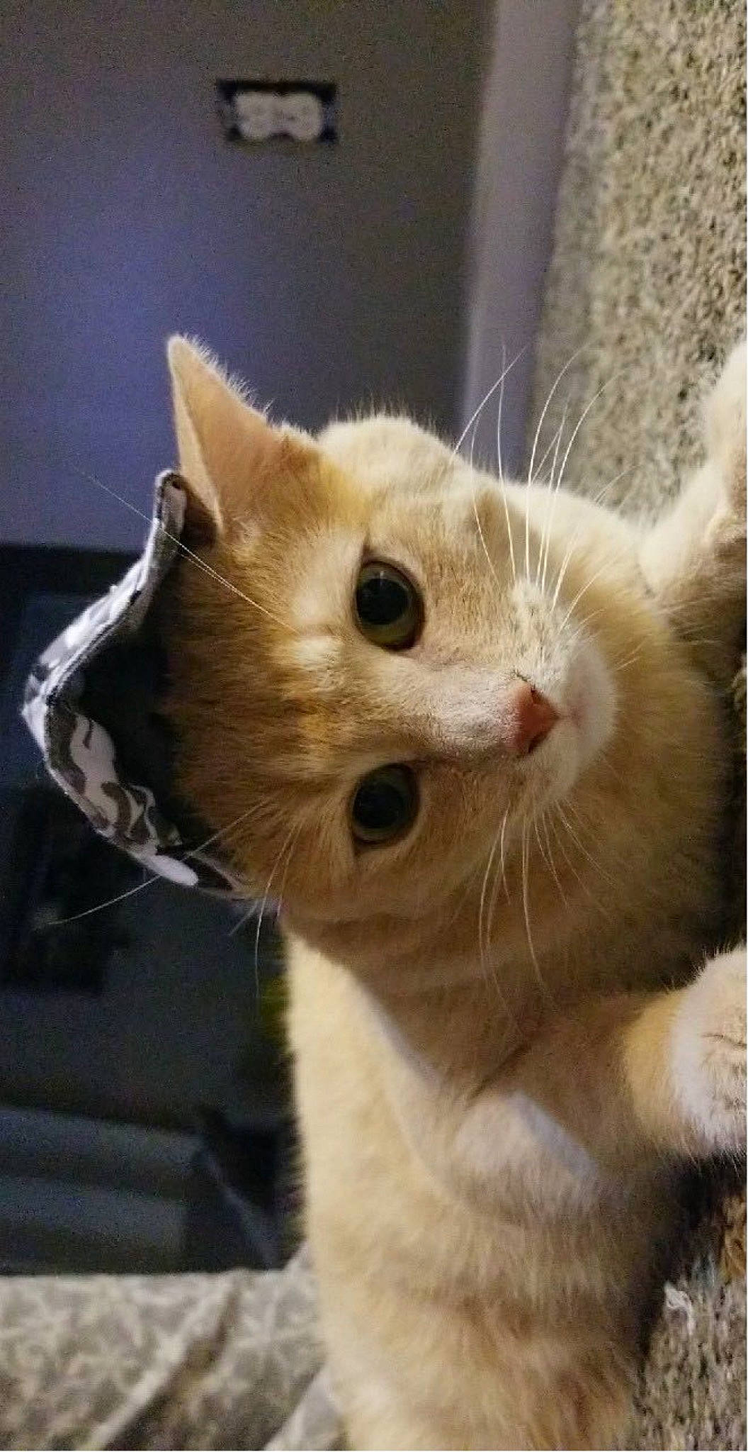 Carlos is registered to the contest to win money with this photo: carnivore, cat, claw, domestic_short_haired_cat, ear, eyelash, fawn, felidae, fur, paw, small_to_medium_sized_cats, tail, whiskers