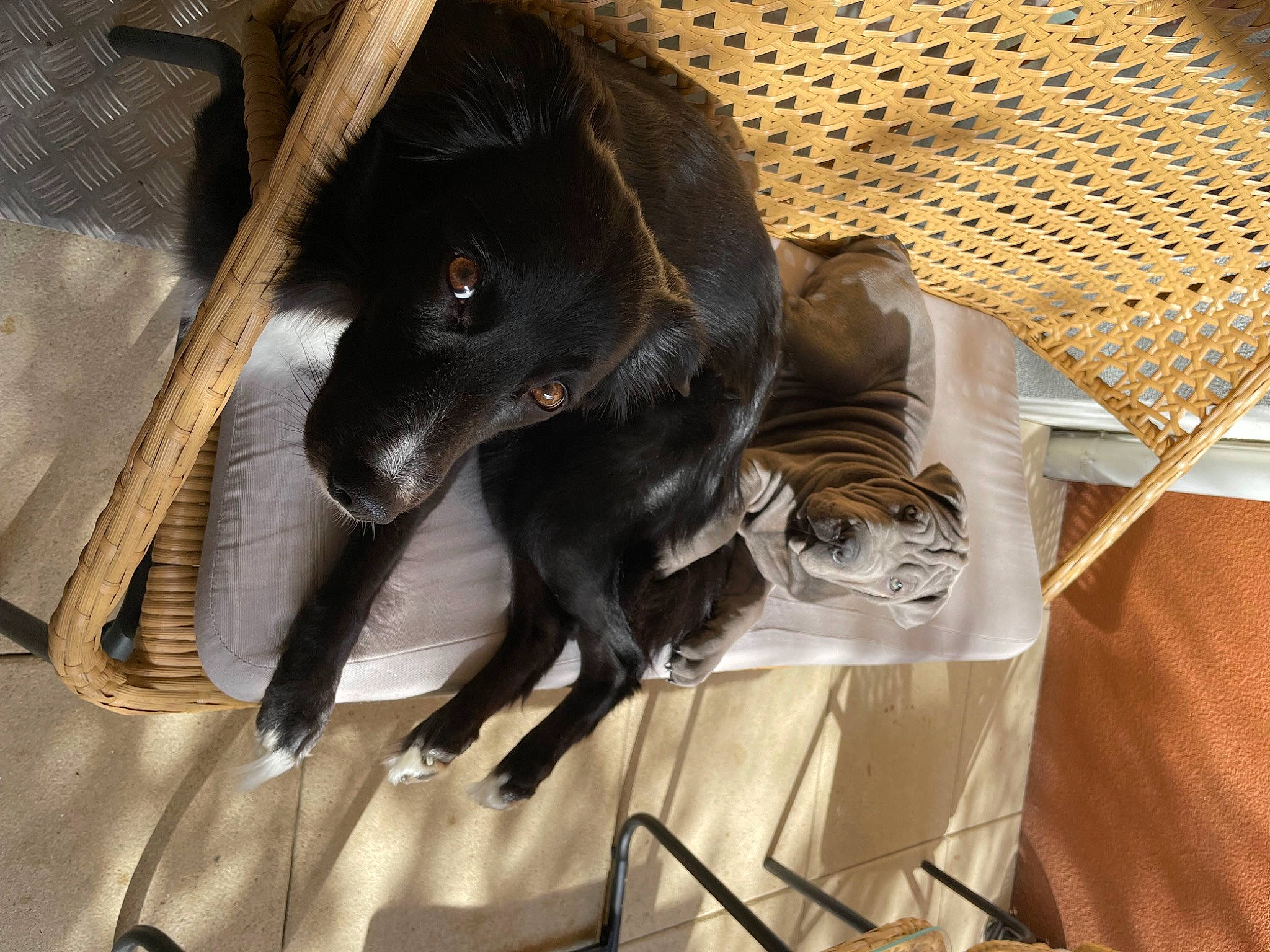 Sheyna a rejoint le concours — aidez-le/la à gagner de superbes lots ! animal_shelter, borador, canidae, carnivore, comfort, companion_dog, dog, dog_breed, dog_supply, fang, fur, guard_dog, liver, mesh, pet_supply, sporting_group, tail, terrestrial_animal, whiskers, working_animal