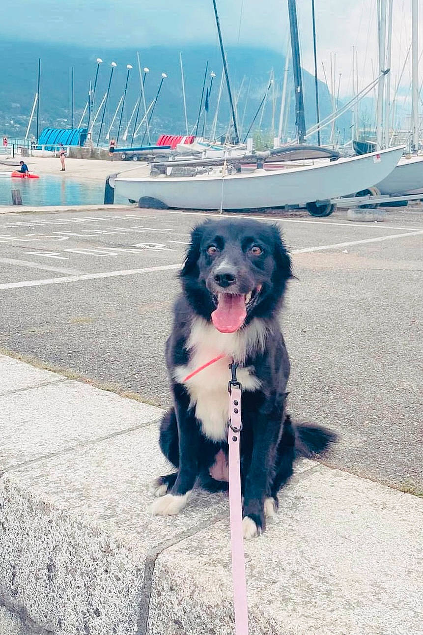 Sheyna participe au concours pour gagner de l'argent avec cette photo : azure, boat, canidae, carnivore, collar, companion_dog, dog, dog_breed, dog_collar, dog_supply, electric_blue, fashion_accessory, leash, ocean, sky, sporting_group, travel, water, working_animal, working_dog