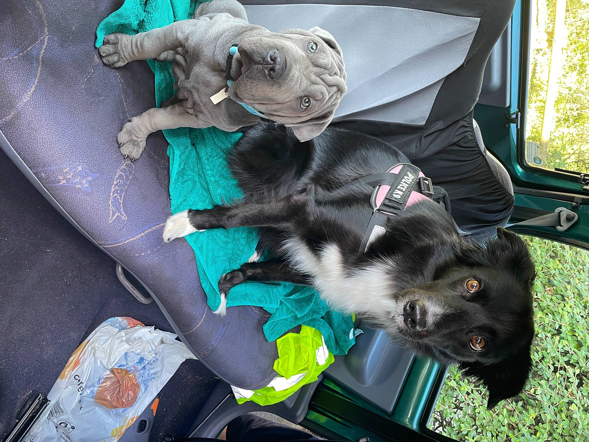 Sheyna participe au concours pour gagner de l'argent avec cette photo : canidae, carnivore, comfort, companion_dog, dog, dog_breed, dog_supply, felidae, fur, green, non_sporting_group, small_to_medium_sized_cats, snapshot, sporting_group, tail, whiskers