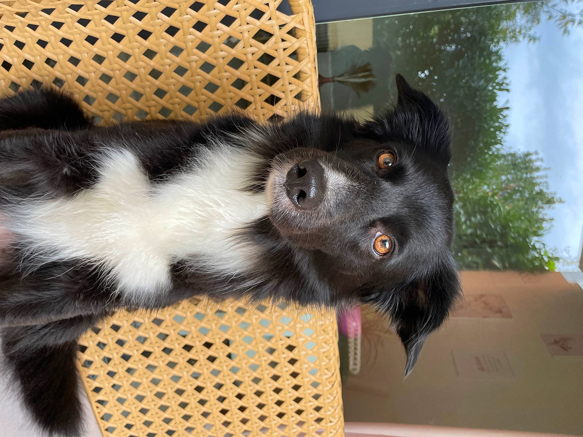 Sheyna participe au concours pour gagner de l'argent avec cette photo : carnivore, claw, companion_dog, dog_breed, foot, fur, herding_dog, mesh, natural_material, paw, snout, sporting_group, tail, terrestrial_animal, whiskers, working_animal, working_dog