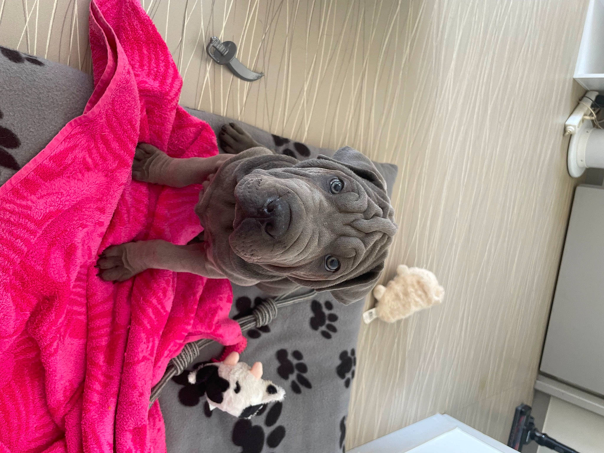 Pablo participe au concours pour gagner de l'argent avec cette photo : carmine, carnivore, companion_dog, dog, dog_breed, fawn, house, linens, magenta, pattern, pink, plant, room, rose, sleeve, t_shirt, textile, visual_arts, wood, working_animal