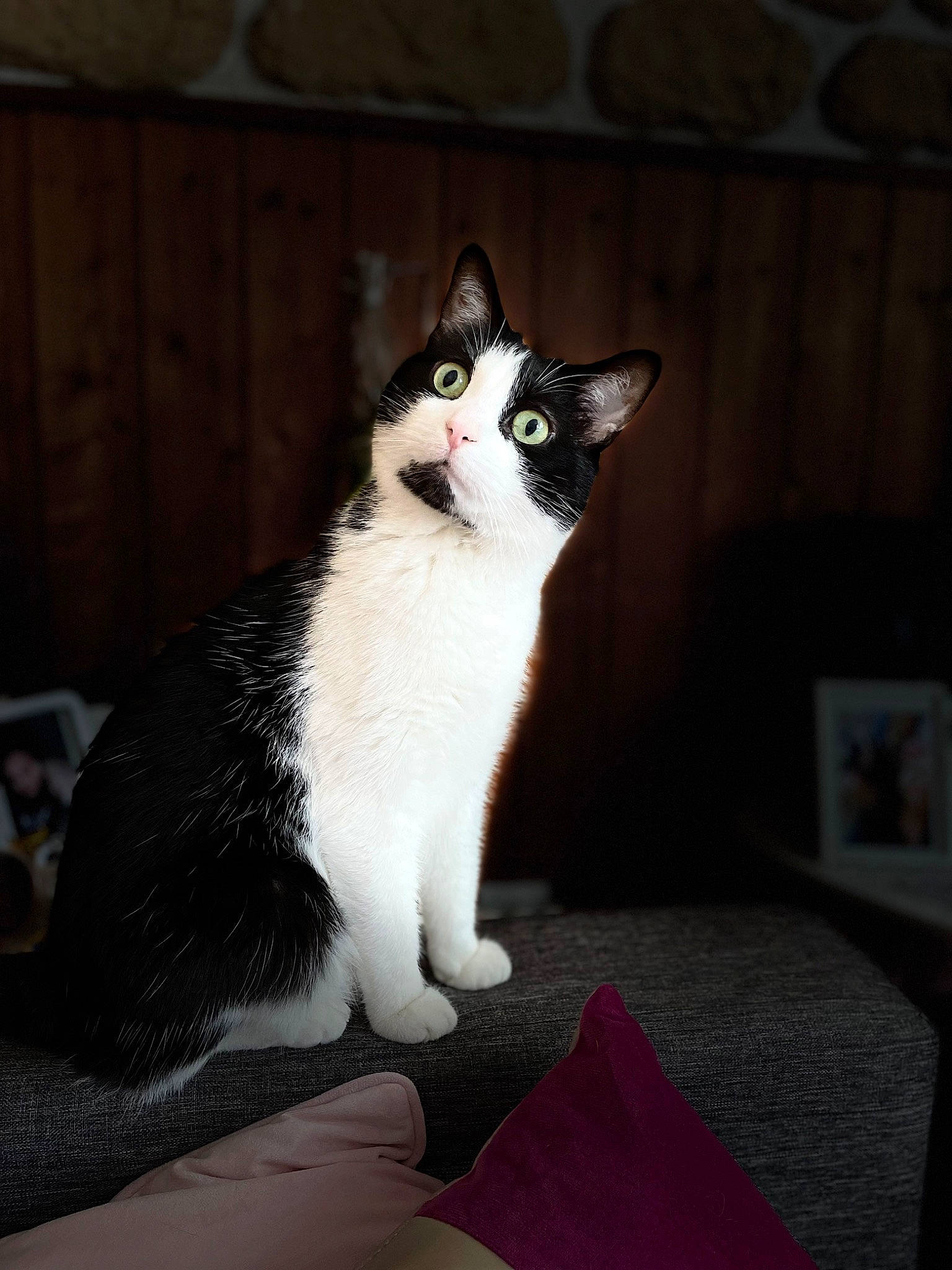 Pumba a rejoint le concours — aidez-le/la à gagner de superbes lots ! carnivore, cat, comfort, darkness, domestic_short_haired_cat, eye, felidae, flooring, foot, formal_wear, fur, grey, human_leg, paw, sitting, small_to_medium_sized_cats, tail, tree, whiskers, wood