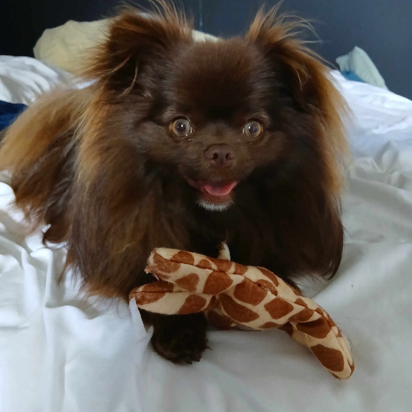Vasco participe au concours pour gagner de l'argent avec cette photo : animal, bed, brown, canine, cute, dog, ears, fluffy, fur, giraffe_pattern, happy, indoor, lying_down, mouth_open, pet, playful, plush, small_dog, toy, white_bedspread
