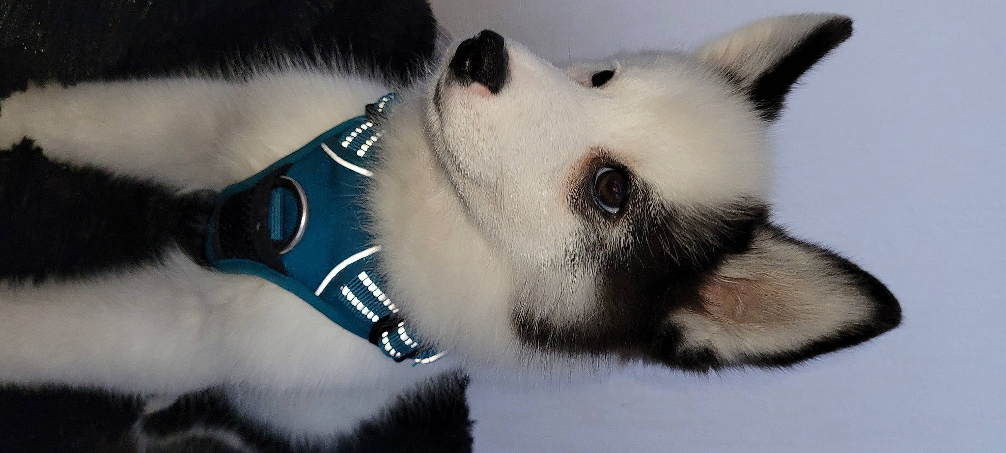 Titus participe au concours pour gagner de l'argent avec cette photo : ancient_dog_breeds, canidae, carnivore, collar, companion_dog, dog, dog_breed, dog_collar, dog_supply, eyelash, fur, jaw, non_sporting_group, pet_supply, snout, sporting_group, terrestrial_animal, whiskers, working_animal, working_dog