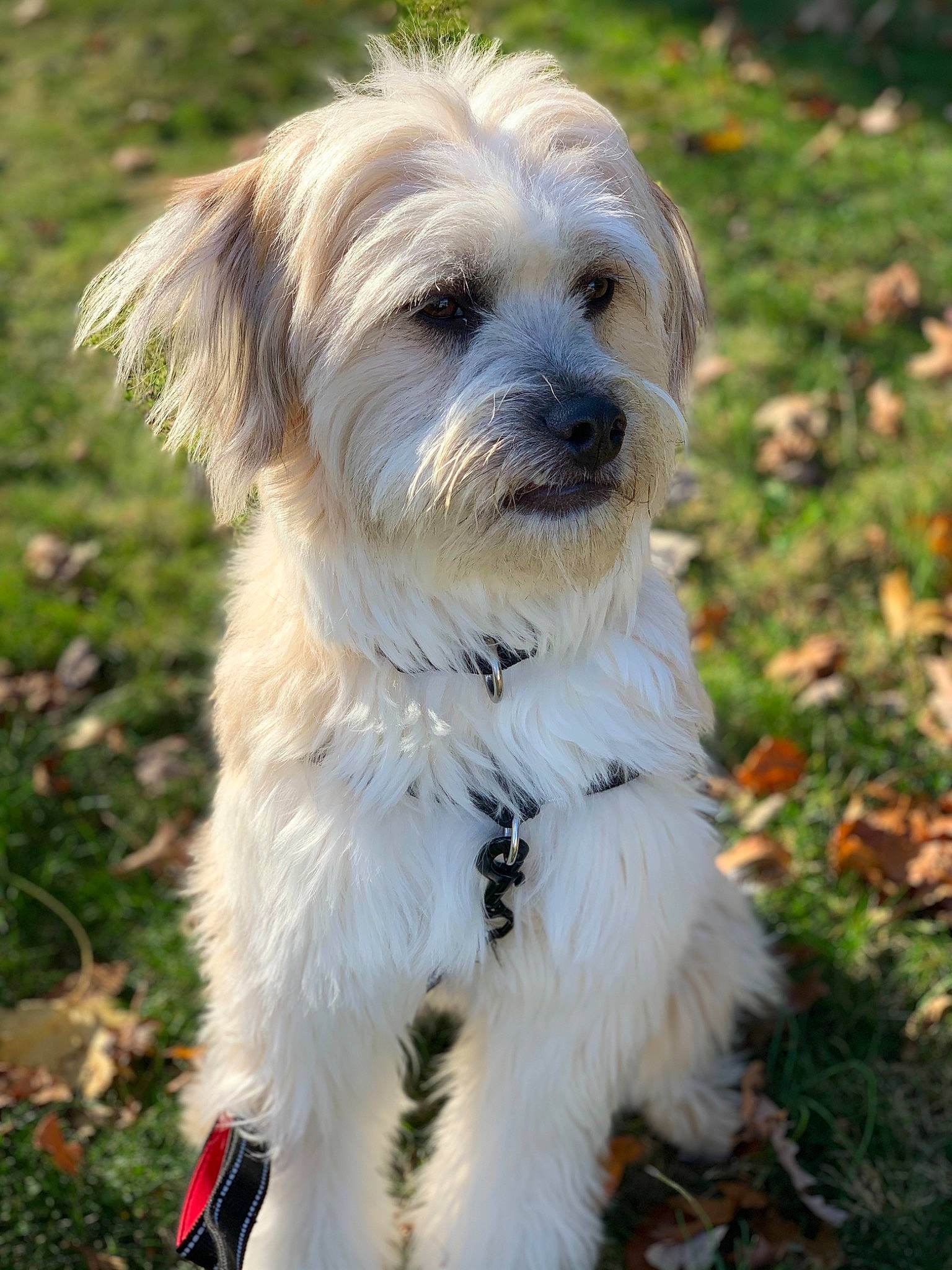 Pete is registered to the contest to win money with this photo: canidae, carnivore, cavachon, companion_dog, dog, dog_breed, maltepoo, mammal, morkie, non_sporting_group, poodle_crossbreed, puppy, small_terrier, snout, sporting_group, sporting_lucas_terrier, terrier, toy_dog, working_animal, working_dog