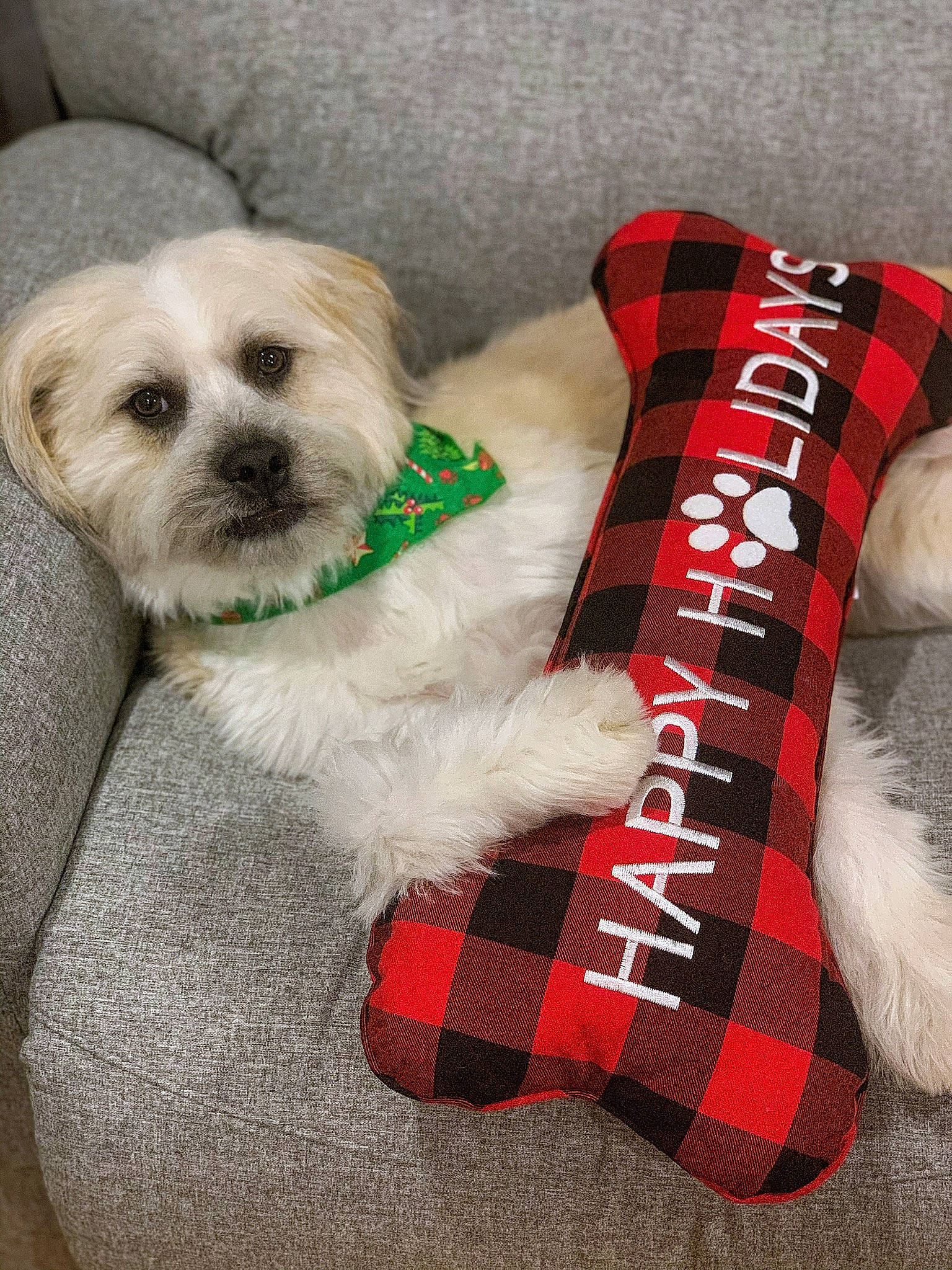 Pete joined the competition — help win amazing prizes! canidae, carnivore, companion_dog, dog, dog_breed, dog_clothes, dog_supply, fur, mammal, pattern, pet_supply, plaid, puppy, small_terrier, snout, sock, sporting_group, tartan, toy_dog, working_animal