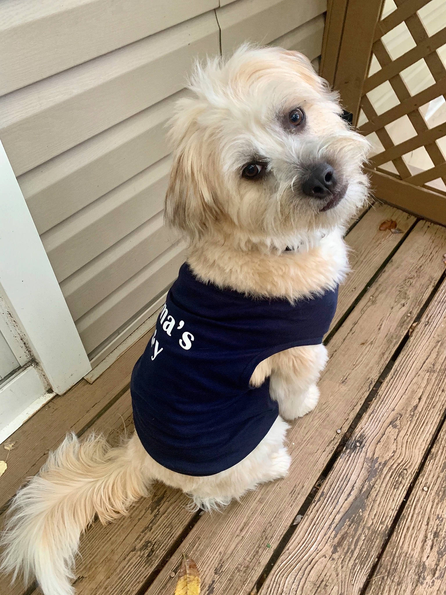 Pete is registered to the contest to win money with this photo: carnivore, collar, dog, dog_breed, dog_clothes, dog_supply, floor, flooring, fur, hardwood, mammal, pet_supply, puppy, snout, toy_dog, vertebrate, wood, wood_flooring, wood_stain, working_animal