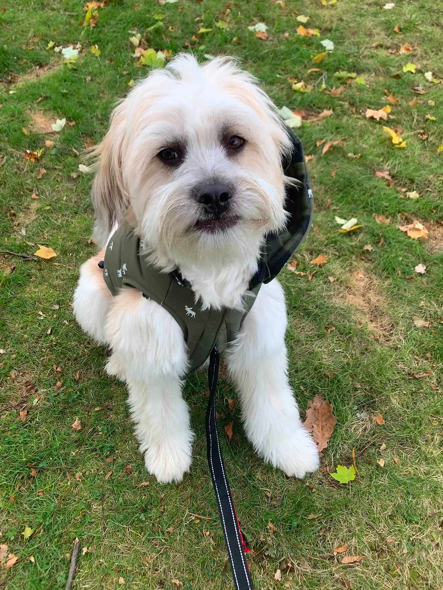 Pete is registered to the contest to win money with this photo: canidae, carnivore, collar, companion_dog, dog, dog_breed, dog_supply, fur, maltepoo, mammal, pet_supply, poodle_crossbreed, puppy, small_terrier, snout, sporting_group, terrier, toy_dog, vertebrate, working_animal