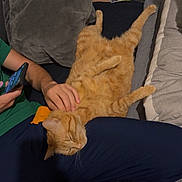 Sana a rejoint le concours — aidez-le/la à gagner de superbes lots ! casual, cat, comfort, couch, cozy, domestic_animal, furniture, ginger_cat, hand, home, human_pet_interaction, indoor, lap, orange_fur, person, pet, pillow, relaxing, resting, sleeping_cat