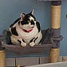cat, black_and_white, pink_collar, cat_tree, hammock_bed, indoor, pet, feline, alert, green_eyes, curious, sitting, relaxed, fur, whiskers, animal, domestic, home, scratching_post, gray