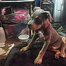 dog, pet, sitting, indoors, home, cushion, red_collar, short_hair, brown_dog, black_and_tan, white_chest, paws, dog_bowl, laundry, storage_bins, fan, cluttered_room, floor, portrait, photograph