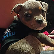 Zeus is registered to the contest to win money with this photo: animal, black_shirt, blanket, brown_fur, close_up, collar, couch, cozy, cute, dog, floppy_ears, indoor, lying_down, pet, photography, portrait, puppy, short_fur, sitting, toy