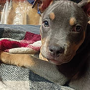 Lucky is registered to the contest to win money with this photo: puppy, dog, canine, gray_coat, tan_markings, floppy_ears, brown_eyes, close_up, portrait, lying_down, blanket, plaid, indoor, cozy, pet, cute, serious_expression, snout, head, photography