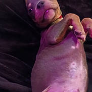 Shadow joined the competition — help win amazing prizes! dog, pet, animal, lying_down, belly_up, paws, pink, hairless, wrinkled, sleepy, relaxed, indoor, blanket, couch, portrait, close_up, purple_lighting, collar, funny, belly_rub