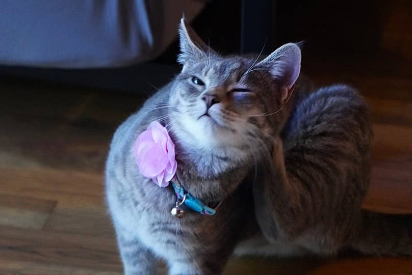 Bun-bun joined the competition — help win amazing prizes! carnivore, cat, cat_supply, claw, domestic_short_haired_cat, electric_blue, felidae, fur, hardwood, magenta, paw, sitting, small_to_medium_sized_cats, snout, whiskers, window, wood