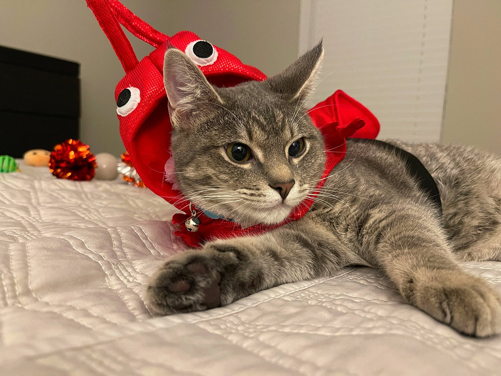 Bun-bun is registered to the contest to win money with this photo: bed, carmine, carnivore, cat, cat_supply, comfort, costume_hat, domestic_short_haired_cat, event, felidae, fur, grey, hat, mammal, small_to_medium_sized_cats, snout, tail, vertebrate, whiskers, window