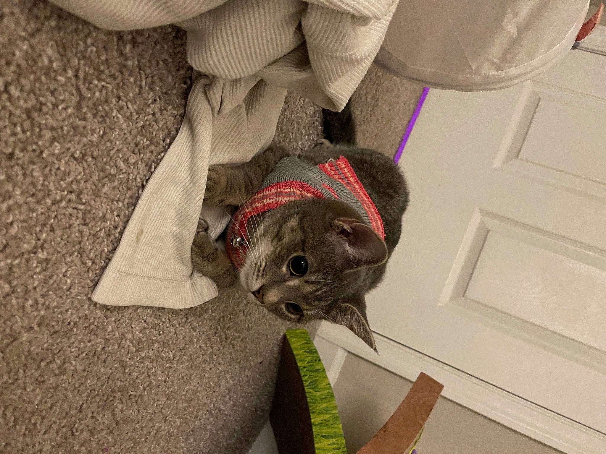 Bun-bun joined the competition — help win amazing prizes! carnivore, cat, collar, comfort, dog_breed, domestic_short_haired_cat, fawn, felidae, fur, grass, grey, hat, plant, small_to_medium_sized_cats, snout, sporting_group, stuffed_toy, sun_hat, toy, whiskers