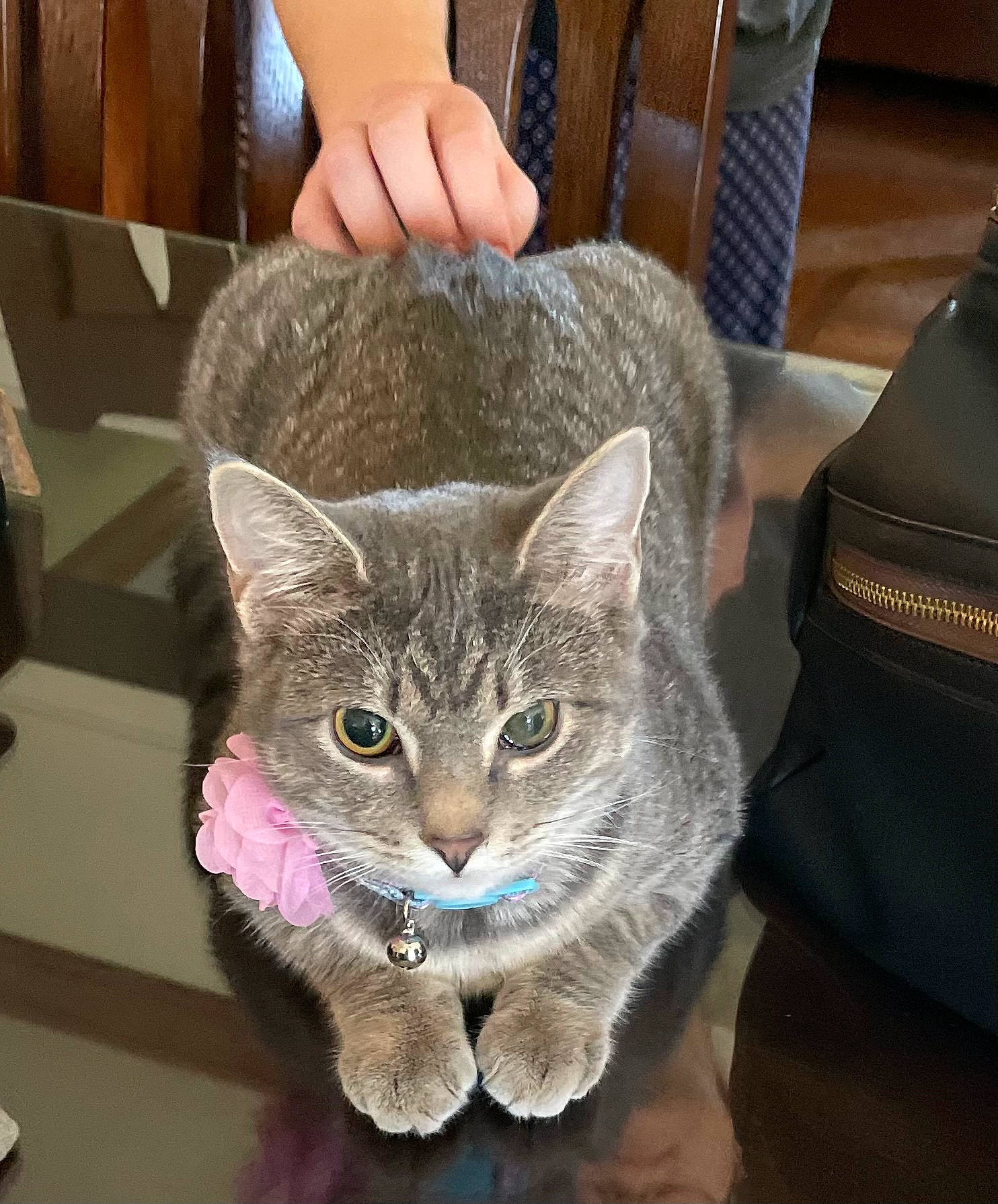 Bun-bun is registered to the contest to win money with this photo: carnivore, cat, cat_supply, chair, domestic_short_haired_cat, ear, felidae, fur, grey, sitting, small_to_medium_sized_cats, snout, whiskers