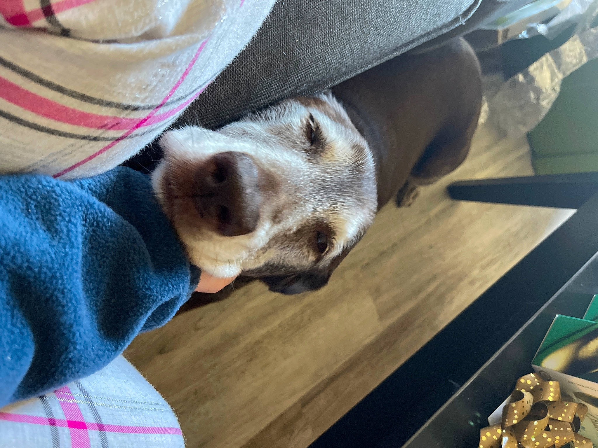 Daisy joined the competition — help win amazing prizes! canidae, carnivore, comfort, companion_dog, dog, dog_breed, fawn, flooring, fur, hardwood, pattern, paw, plaid, selfie, snout, sporting_group, tartan, whiskers, wood, working_animal