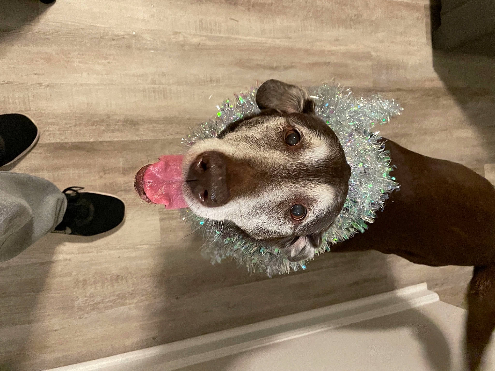 Daisy is registered to the contest to win money with this photo: carnivore, companion_dog, costume_hat, dog, dog_breed, eyewear, fawn, flooring, glasses, goggles, grey, hat, personal_protective_equipment, snout, sunglasses, table, vision_care, whiskers, wood, working_animal