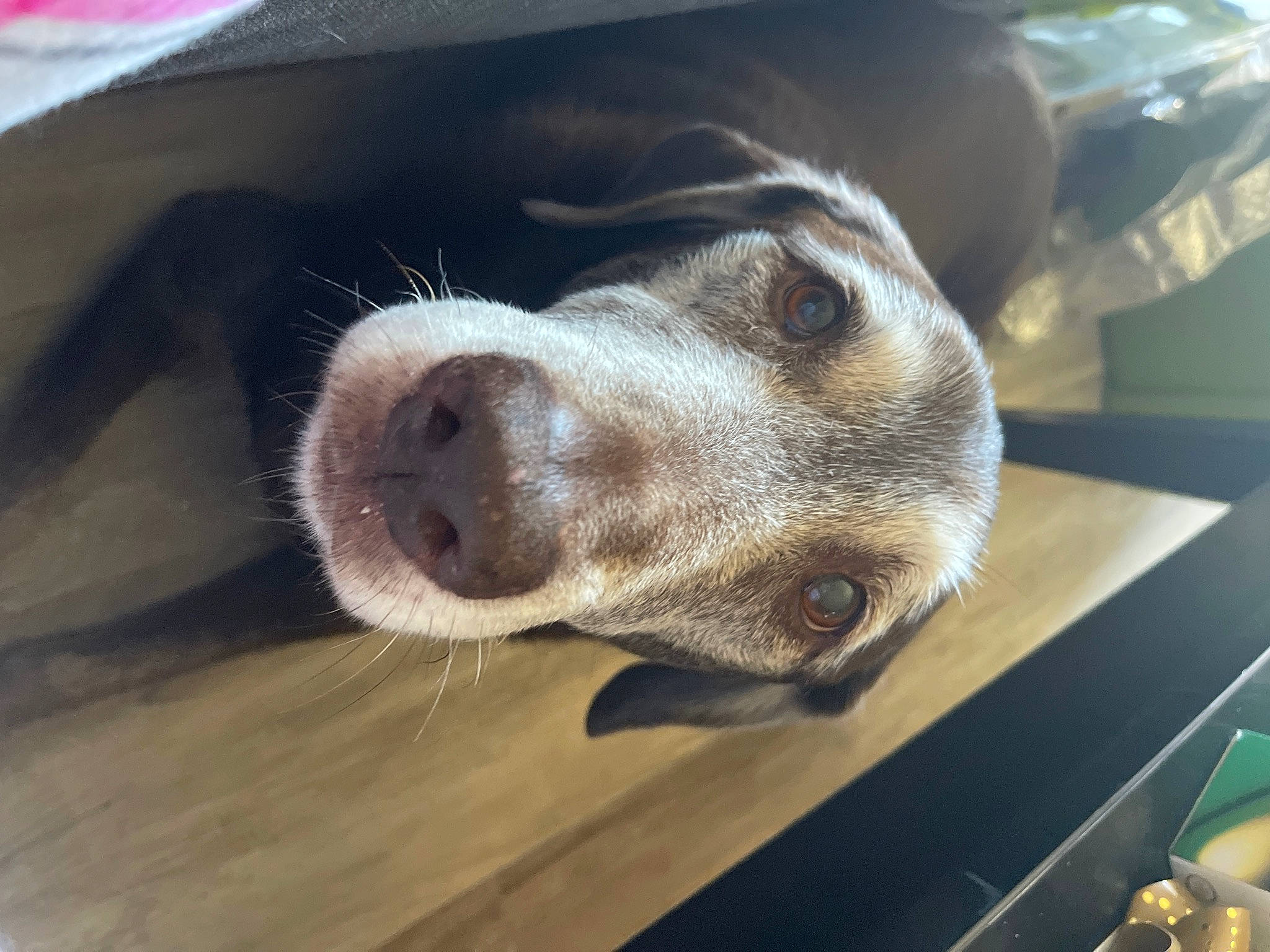 Daisy is registered to the contest to win money with this photo: canidae, carnivore, comfort, companion_dog, dog, dog_breed, flooring, foot, fur, metal, paw, puppy, service, snout, terrestrial_animal, whiskers, wood, working_animal