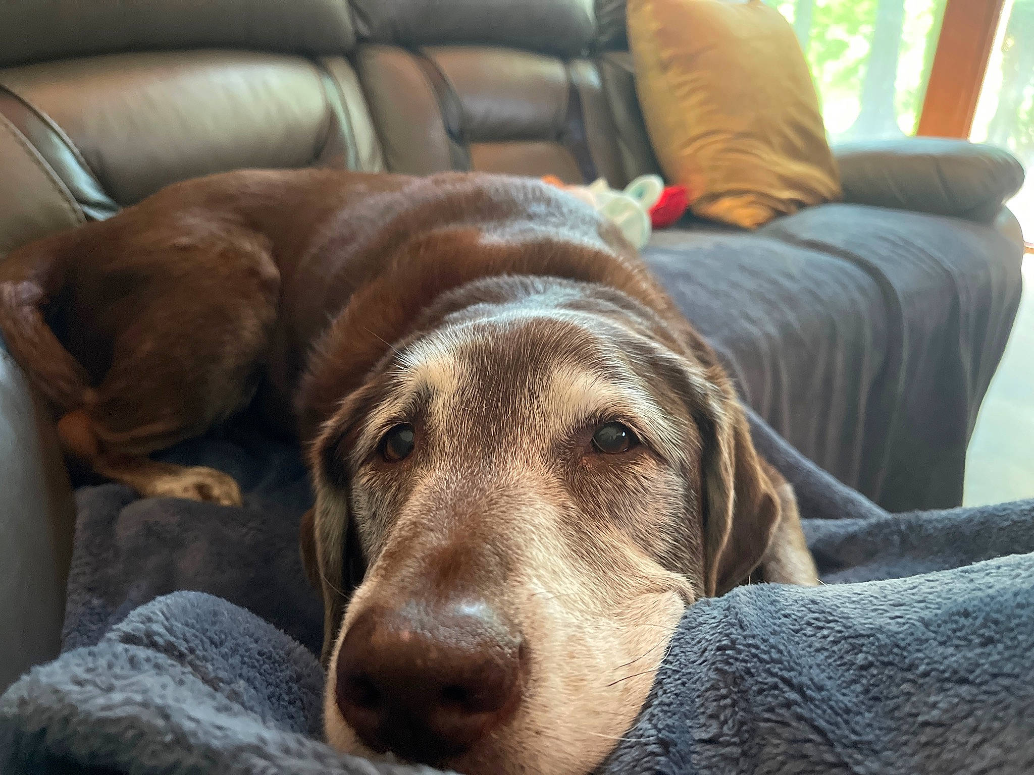 Daisy joined the competition — help win amazing prizes! canidae, carnivore, chair, comfort, companion_dog, couch, dog, dog_breed, fawn, fur, furniture, liver, natural_material, pet_supply, sleeper_chair, snout, sporting_group, terrestrial_animal, whiskers, working_animal