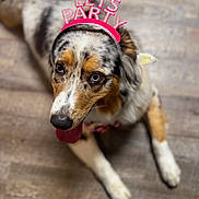 Willow joined the competition — help win amazing prizes! dog, party_headband, indoor, wooden_floor, tongue_out, looking_up, pet, celebration, close_up, fur, brown, white, black, mixed_breed, animal, cute, friendly, floor, footwear, accessory