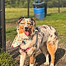 Willow joined the competition — help win amazing prizes! dog, australian_shepherd, outdoor, grass, sunlight, bandana, harness, animal, pet, happy, tongue_out, standing, nature, daytime, canine, fur, ears, tail, smiling, background