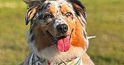 Willow joined the competition — help win amazing prizes! dog, australian_shepherd, outdoor, grass, bandana, pink_harness, tongue_out, happy, pet, canine, animal, summer, sunlight, nature, portrait, fur, ears, collar, tag, smile
