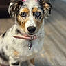 Willow joined the competition — help win amazing prizes! dog, puppy, heterochromia, pink_bows, collar, indoor, floor, fur, ears, pet, cute, animal, portrait, closeup, sitting, brown, white, black, blue_eye, tan