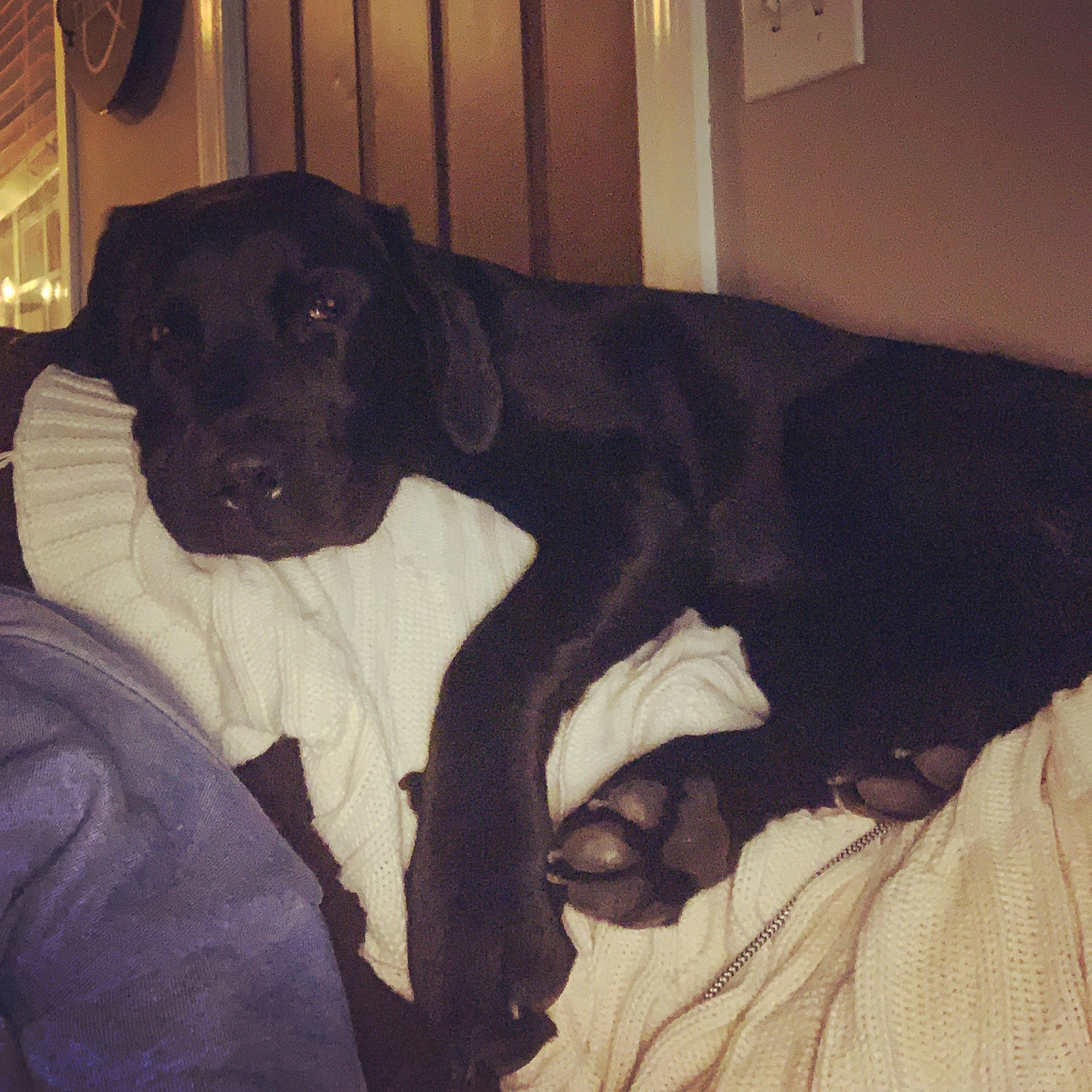 Mazie Mae joined the competition — help win amazing prizes! beagador, borador, canidae, carnivore, dog, dog_breed, hunting_dog, labrador_retriever, patterdale_terrier, retriever, sporting_group