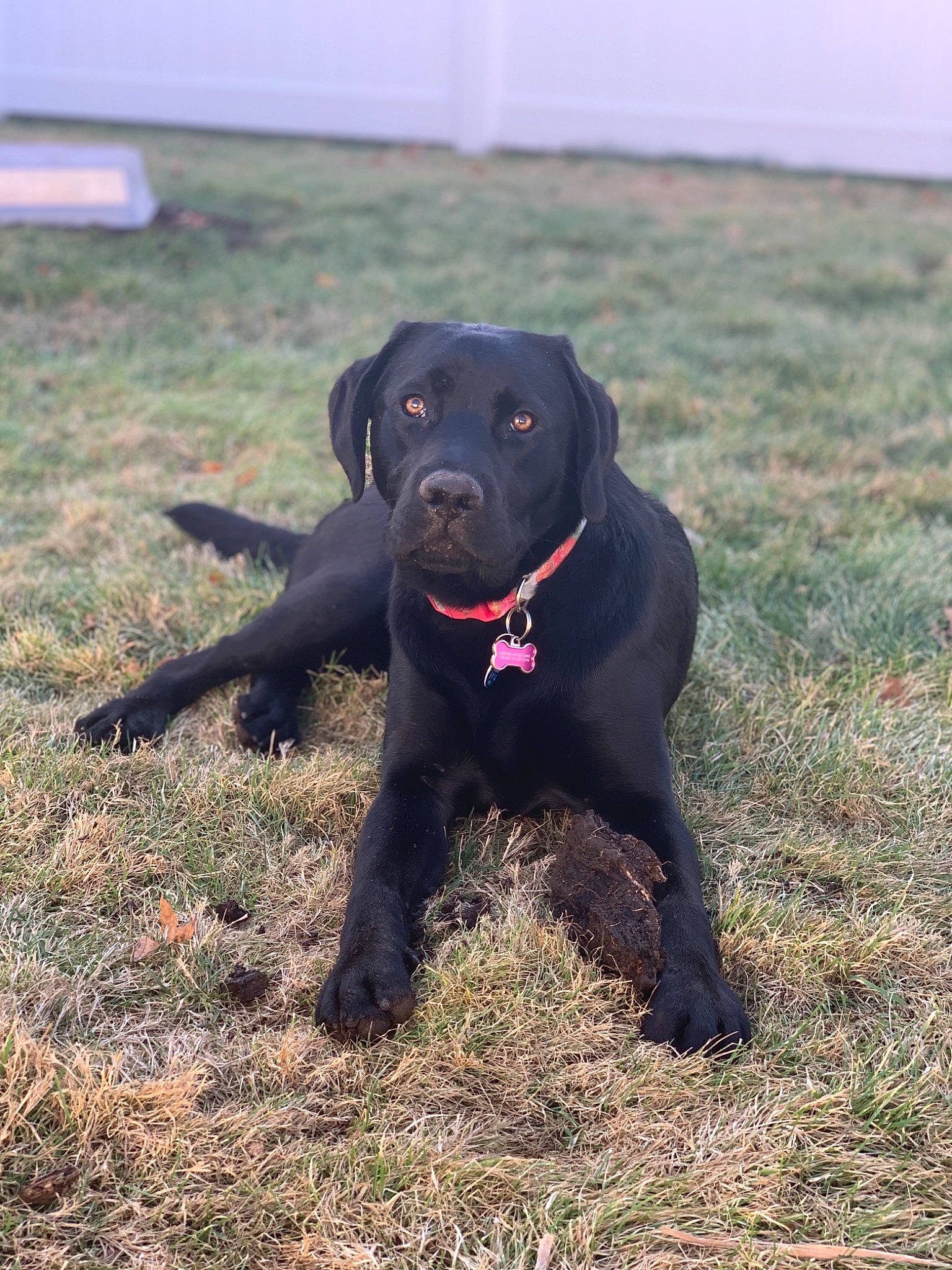 Mazie Mae is registered to the contest to win money with this photo: beagador, borador, canidae, carnivore, companion_dog, dog, dog_breed, field_trial, flat_coated_retriever, hunting_dog, labrador_retriever, mammal, patterdale_terrier, pointing_breed, puppy, rare_breed_dog, retriever, snout, sporting_group, vertebrate