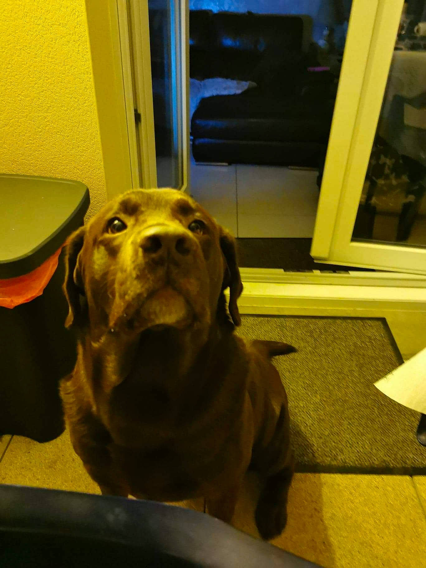 Inouk participe au concours pour gagner de l'argent avec cette photo : art, canidae, carnivore, companion_dog, dog, dog_breed, dog_collar, door, fawn, flooring, guard_dog, gun_dog, pointing_breed, retriever, snout, sporting_group, whiskers, wood, working_animal, yellow