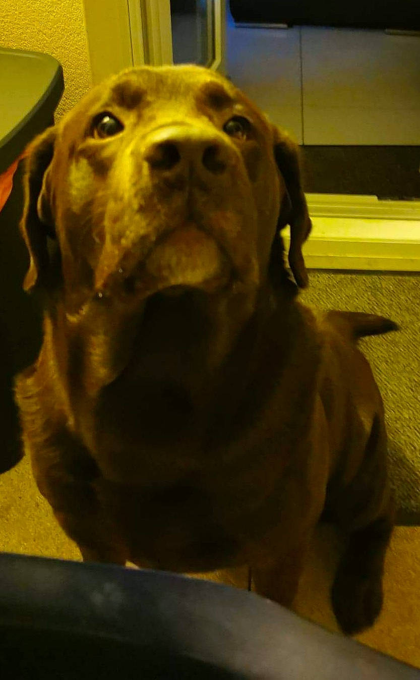 Inouk a rejoint le concours — aidez-le/la à gagner de superbes lots ! ancient_dog_breeds, art, carnivore, companion_dog, dog, dog_breed, dog_collar, fawn, flooring, fur, guard_dog, jaw, molosser, snout, sporting_group, terrestrial_animal, whiskers, working_animal, working_dog, yellow